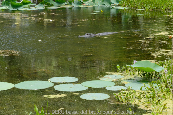 Brazos Bend State Park, TX, USA